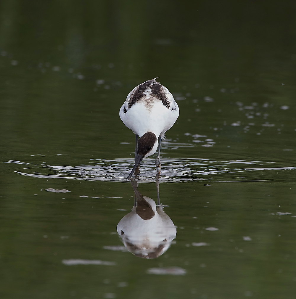 TitchwellAvocet170718-4