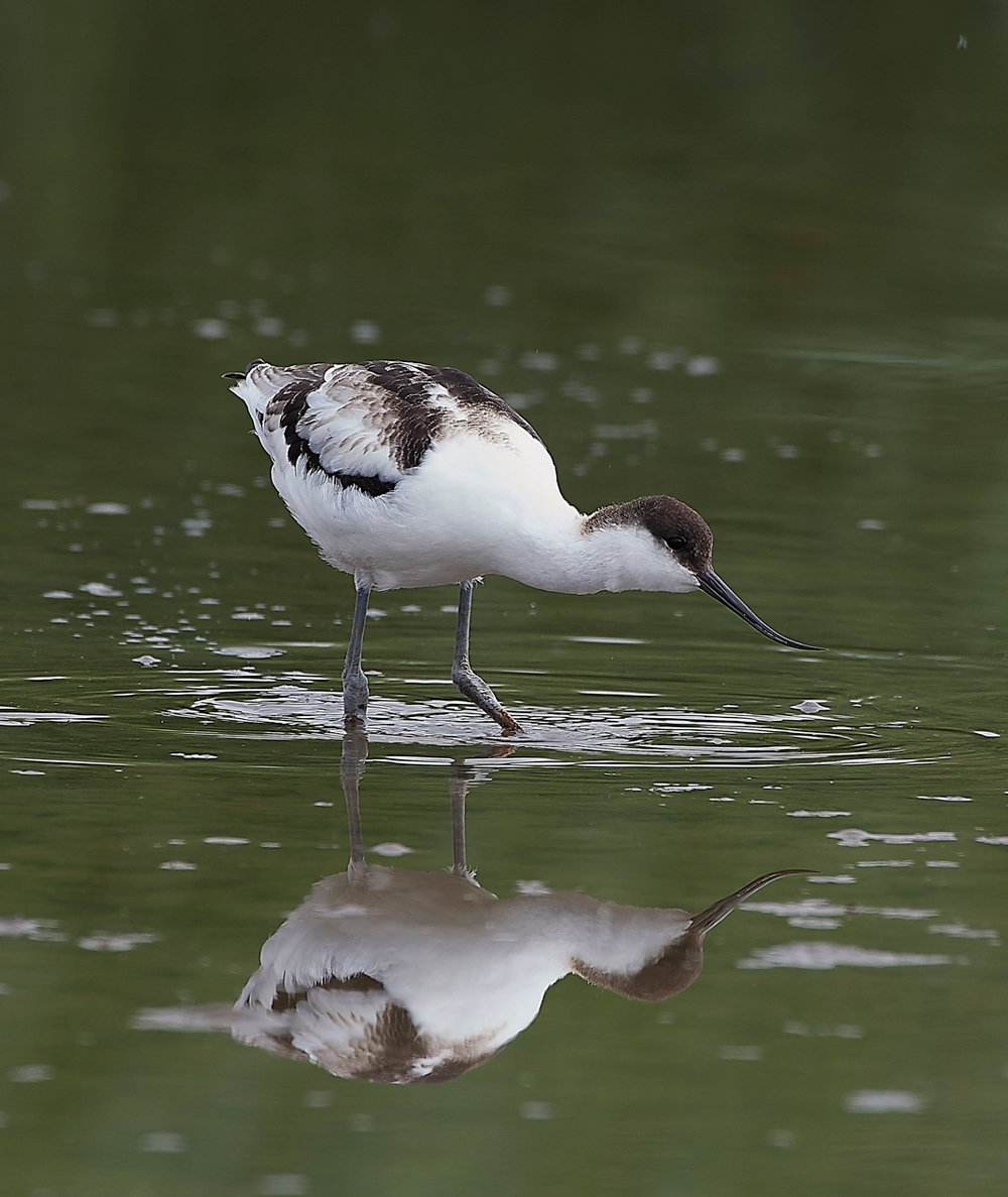 TitchwellAvocet170718-5