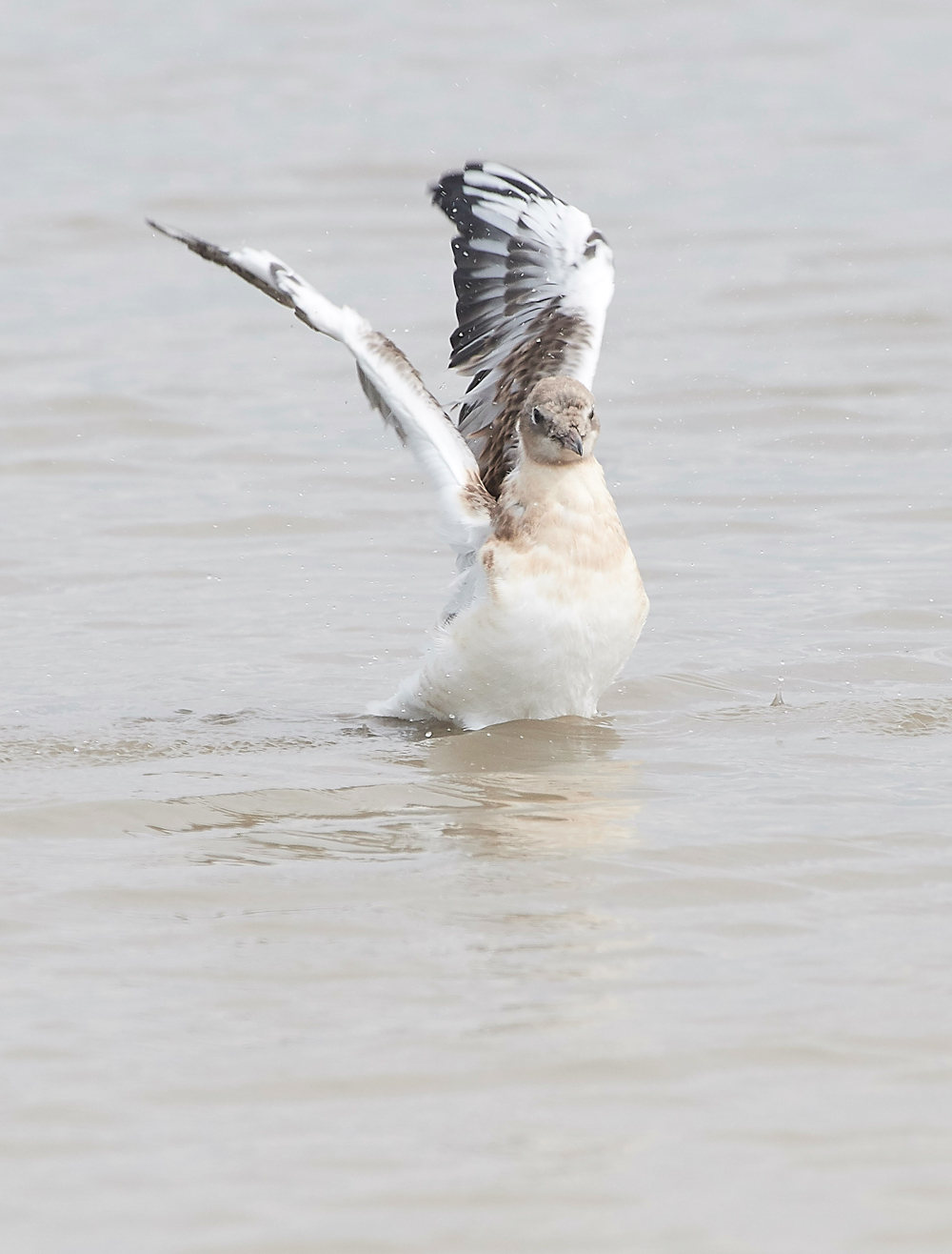 TitchwellBlackHeadedGull170718-1