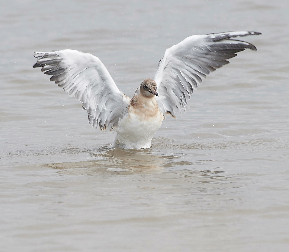 TitchwellBlackHeadedGull170718-2