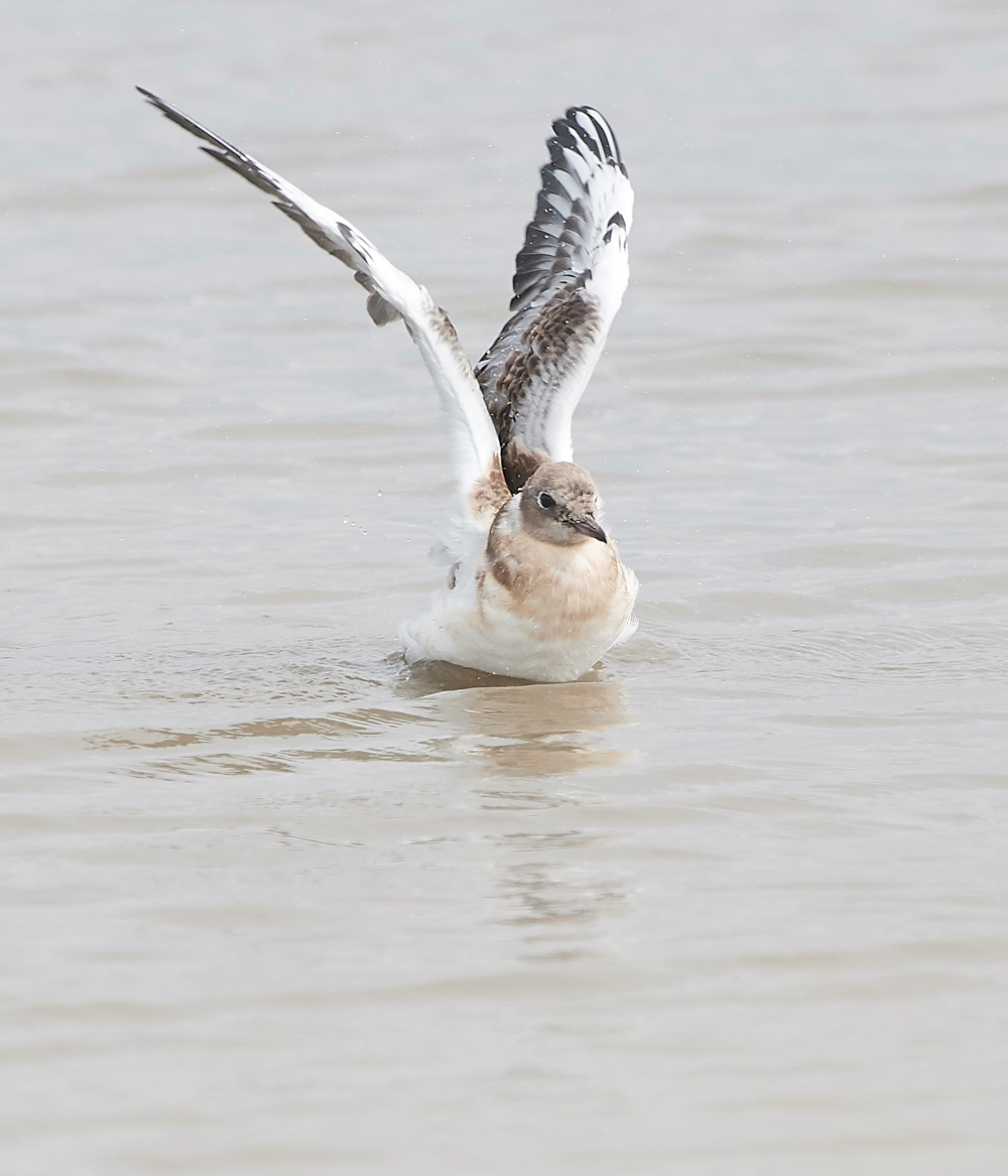 TitchwellBlackHeadedGull170718-3