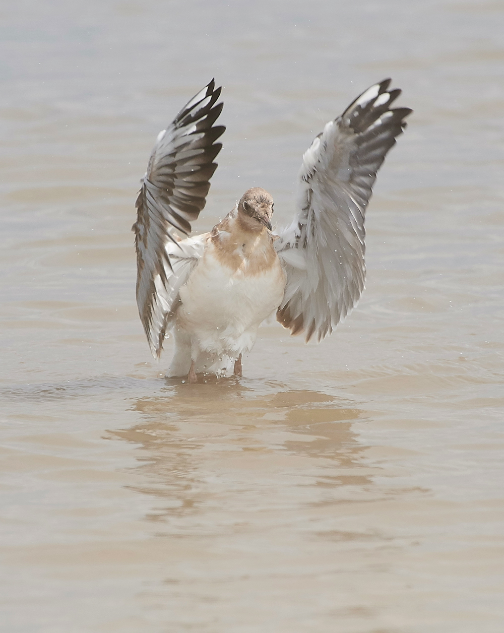 TitchwellBlackHeadedGull170718-4