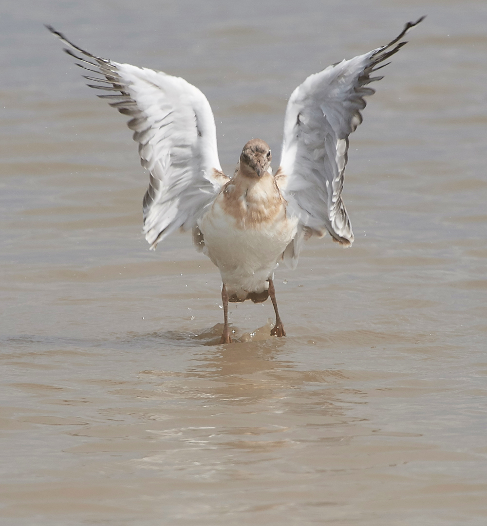 TitchwellBlackHeadedGull170718-5
