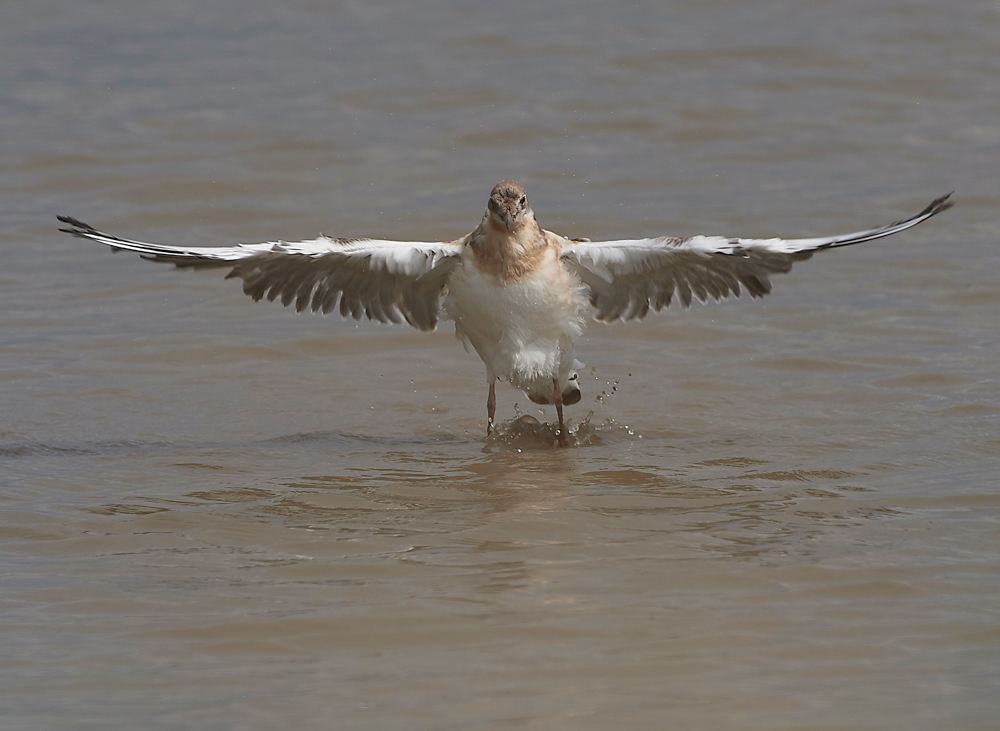 TitchwellBlackHeadedGull170718-6