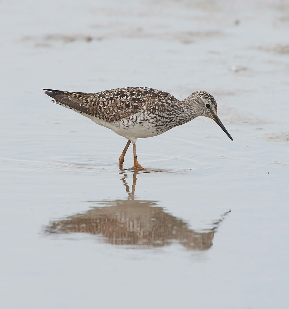 TitchwellLesserYellowlwgs170718-10