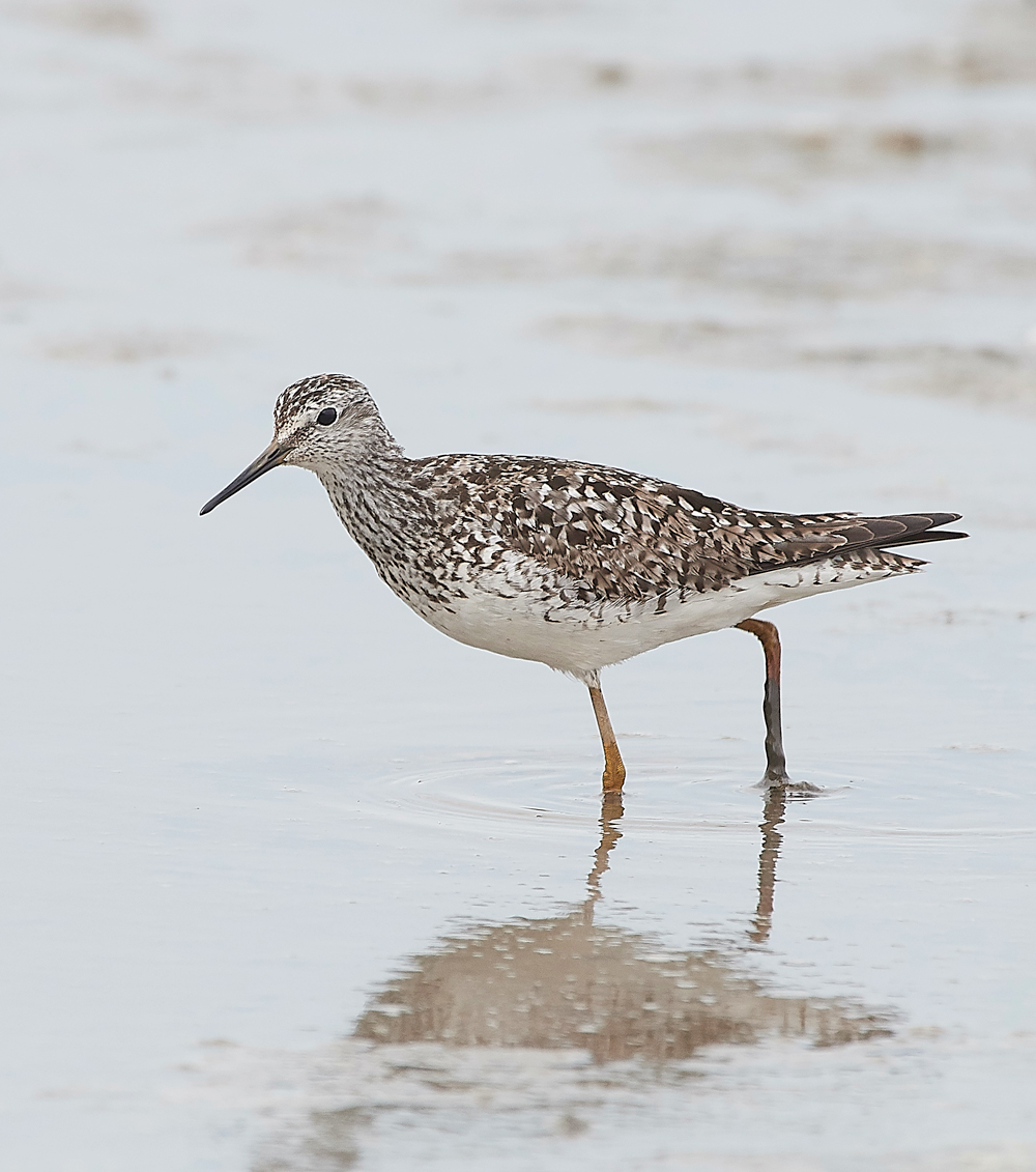 TitchwellLesserYellowlwgs170718-11