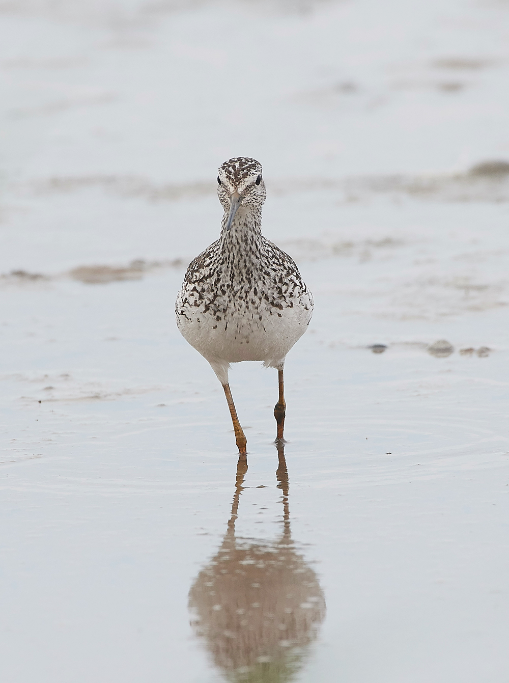 TitchwellLesserYellowlwgs170718-13