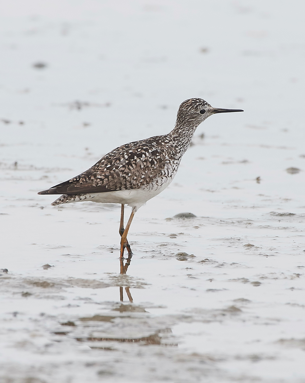 TitchwellLesserYellowlwgs170718-14