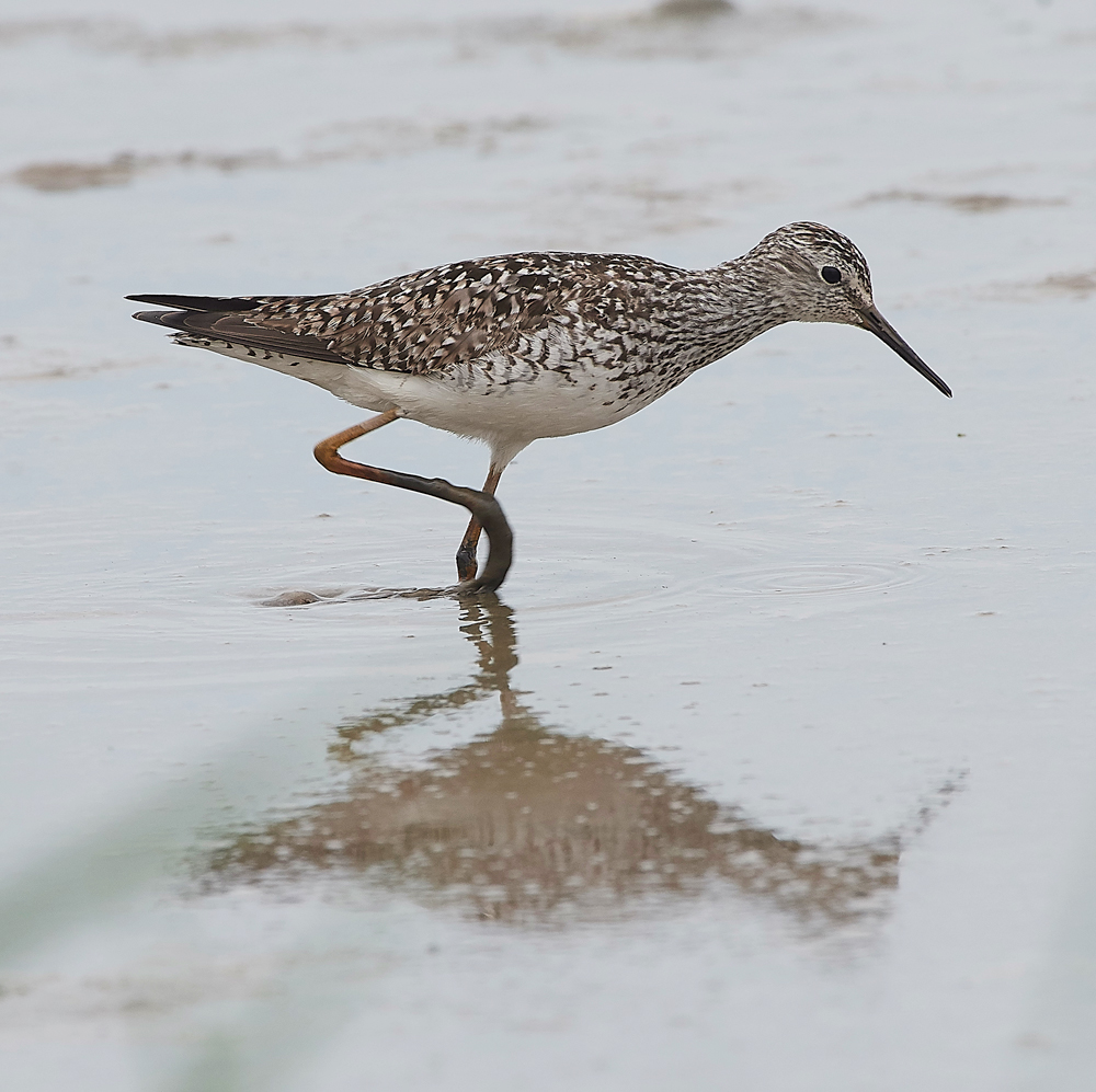 TitchwellLesserYellowlwgs170718-15