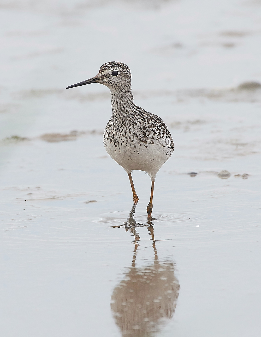 TitchwellLesserYellowlwgs170718-16