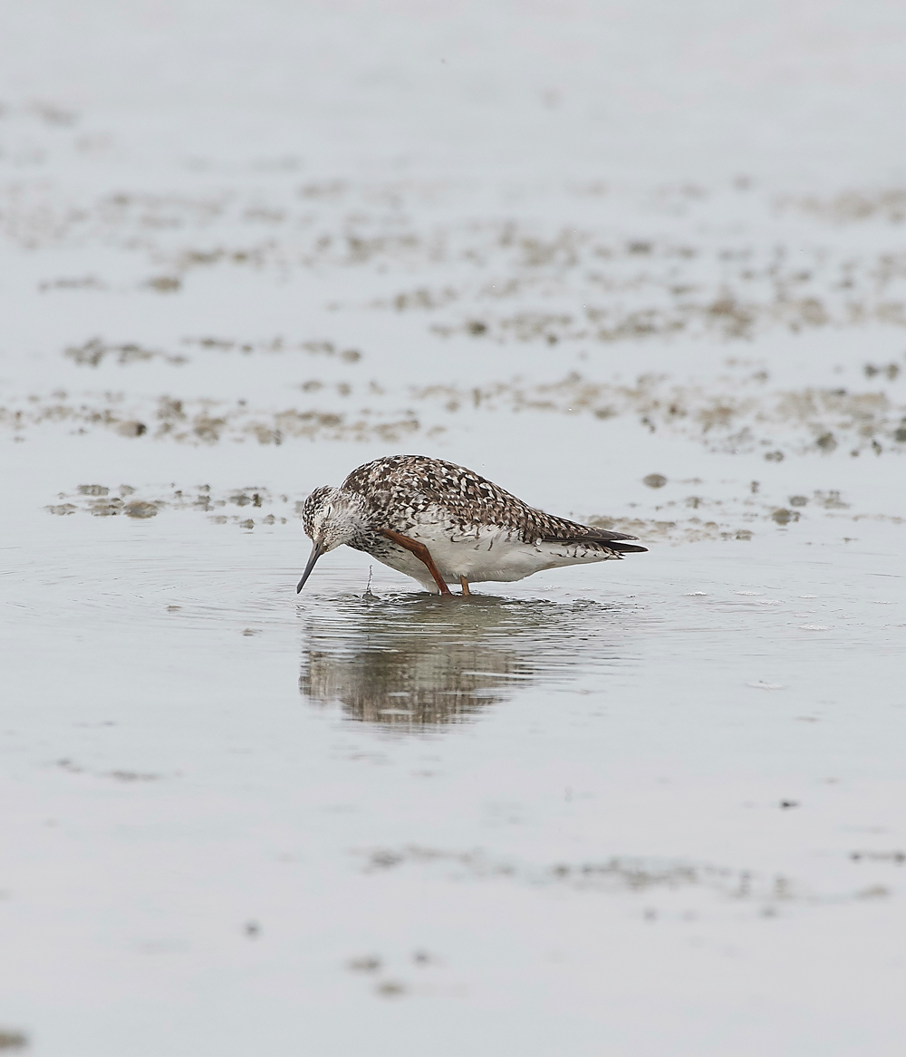 TitchwellLesserYellowlwgs170718-4