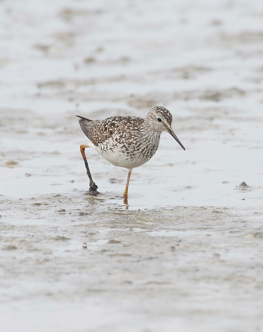 TitchwellLesserYellowlwgs170718-5