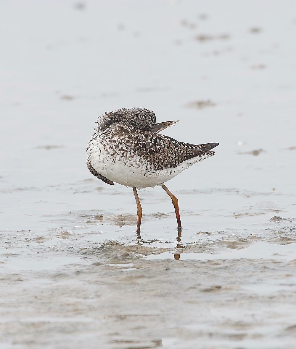 TitchwellLesserYellowlwgs170718-6