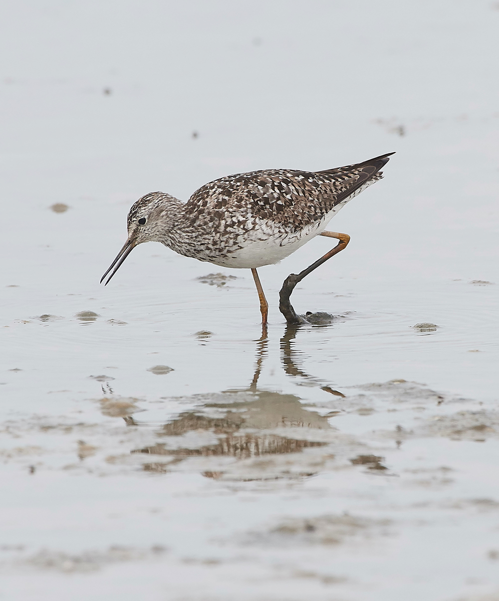 TitchwellLesserYellowlwgs170718-7