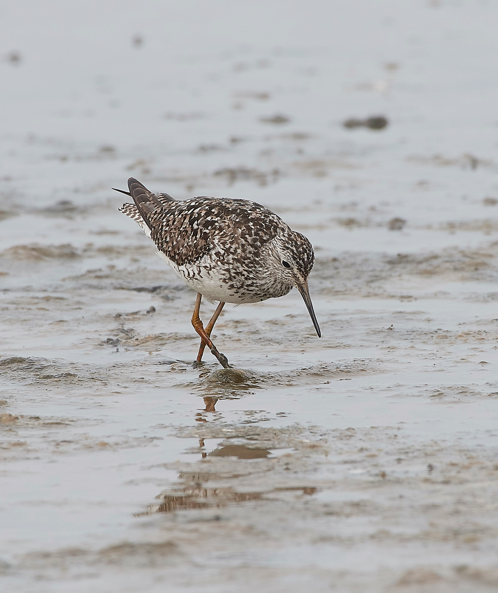 TitchwellLesserYellowlwgs170718-8