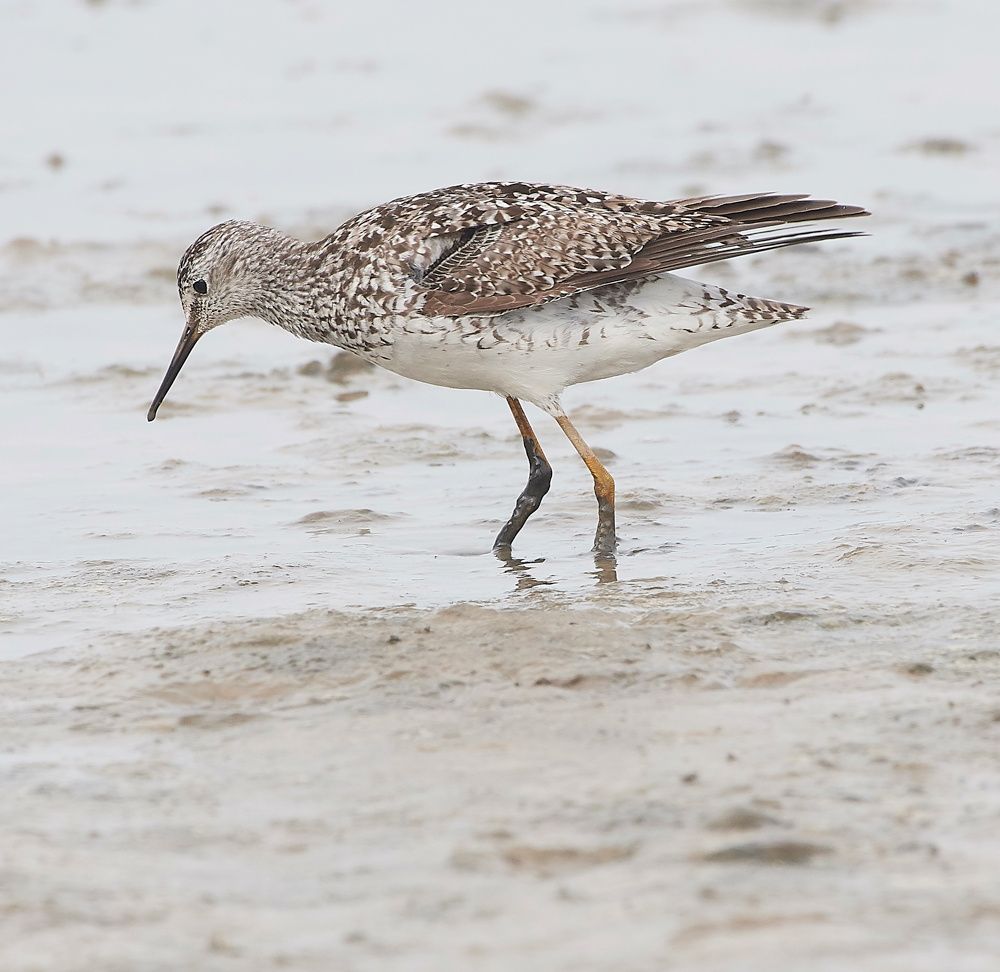 TitchwellLesserYellowlwgs170718-9