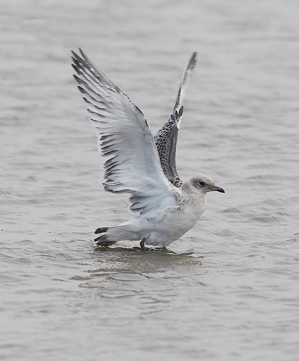 TitchwellMediterraneanGull170718-10