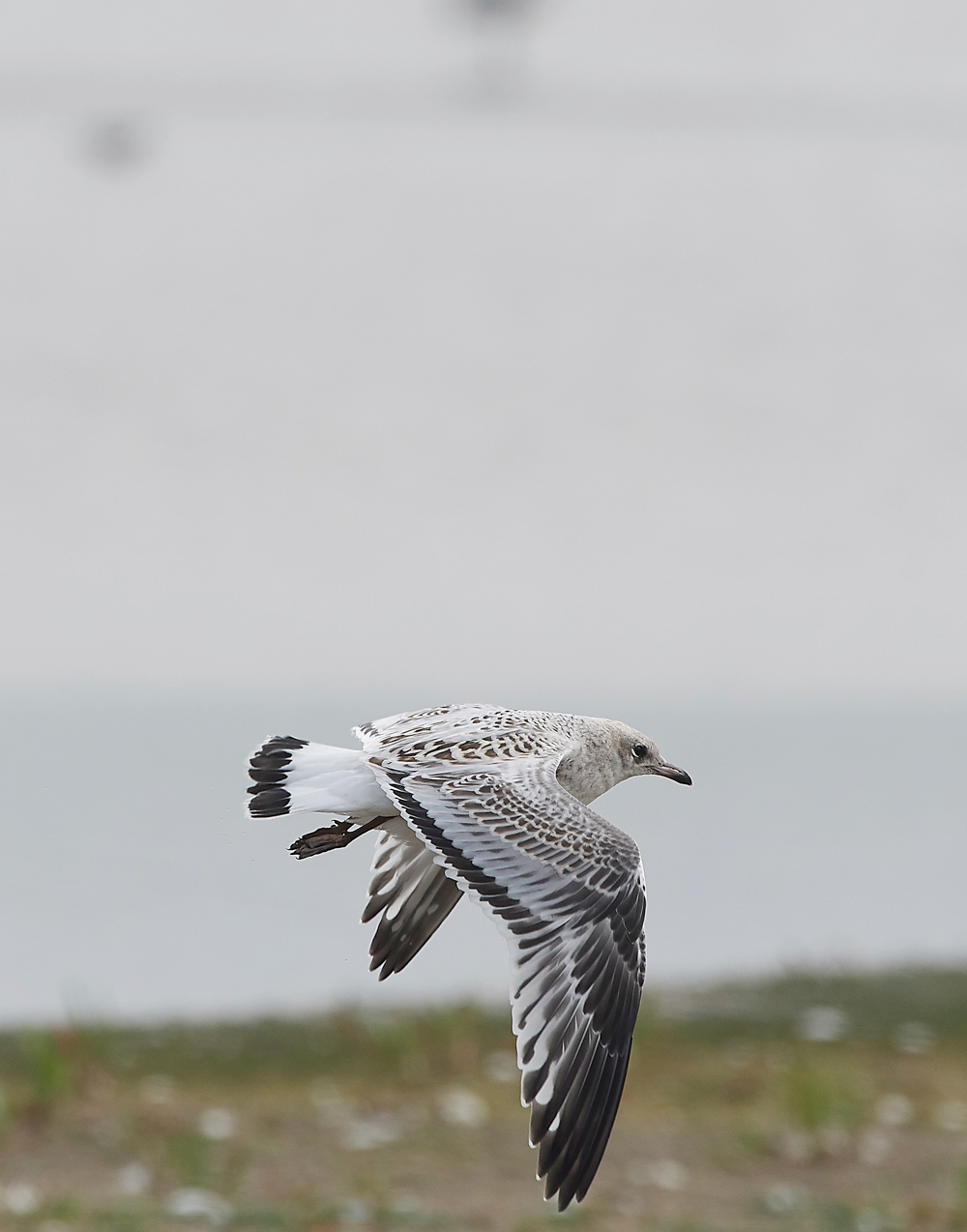 TitchwellMediterraneanGull170718-11