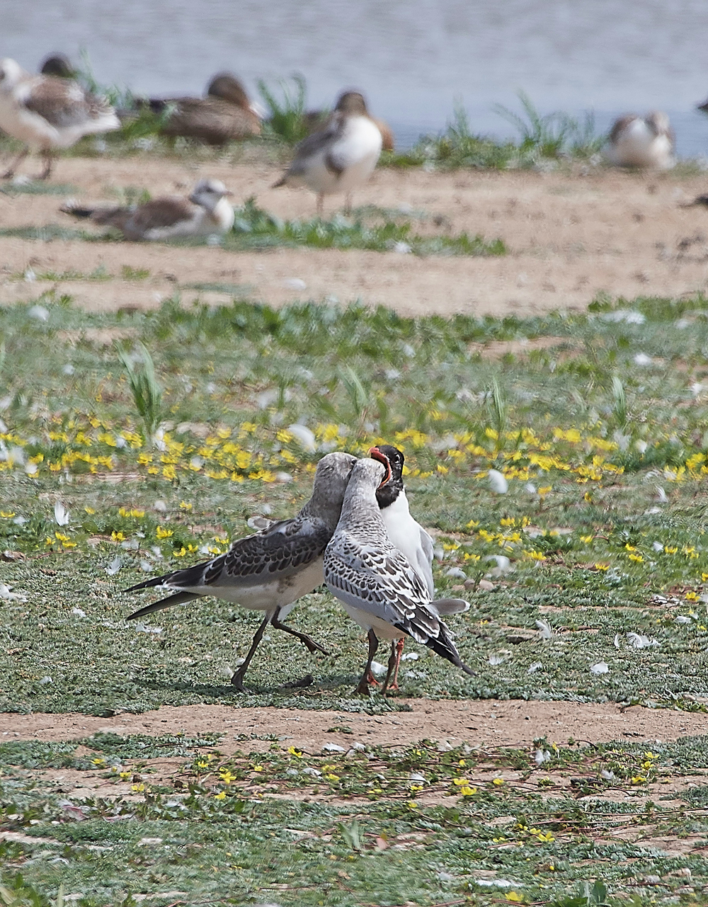 TitchwellMediterraneanGull170718-3