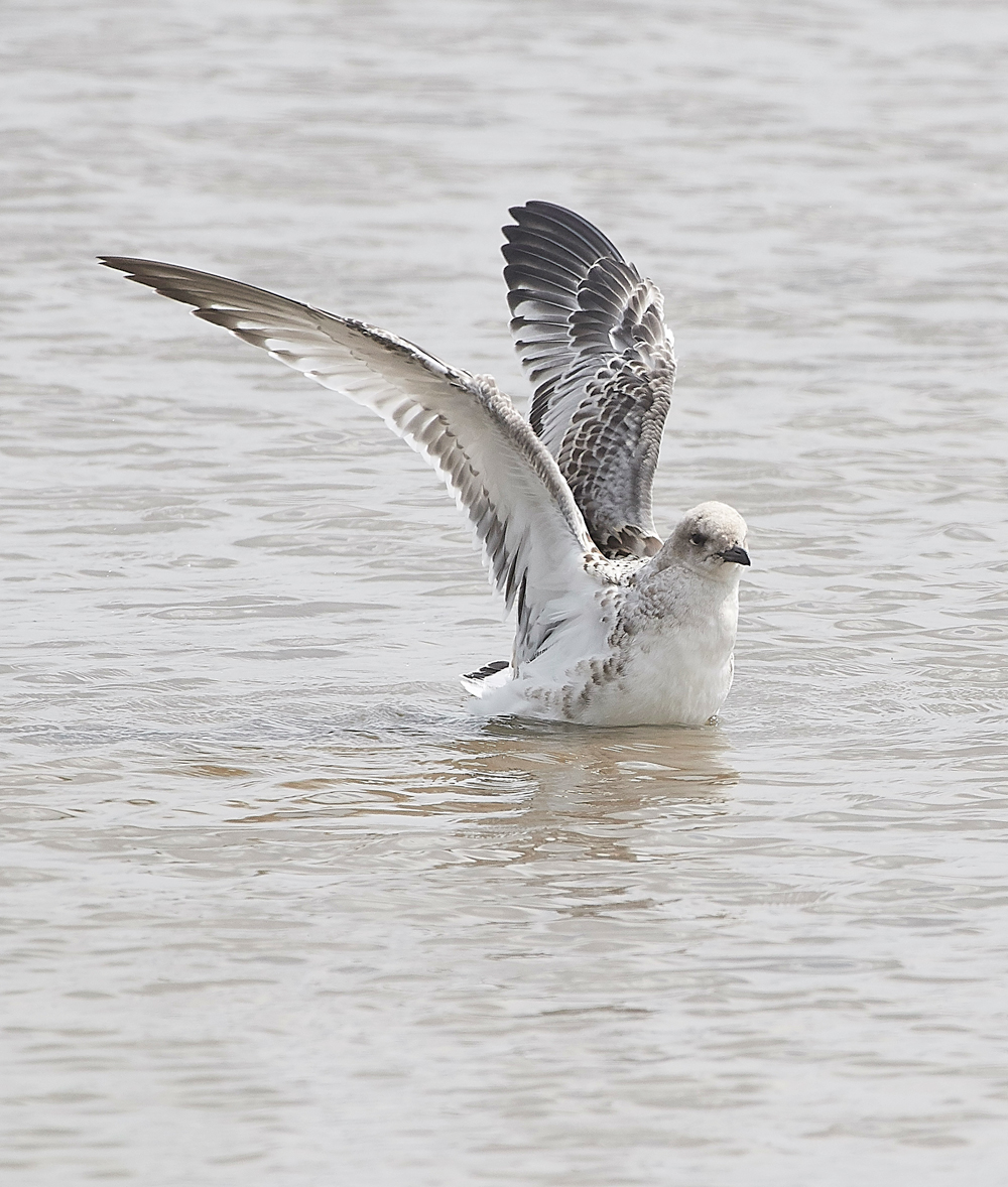 TitchwellMediterraneanGull170718-5