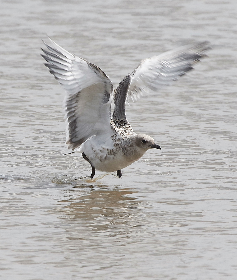 TitchwellMediterraneanGull170718-6