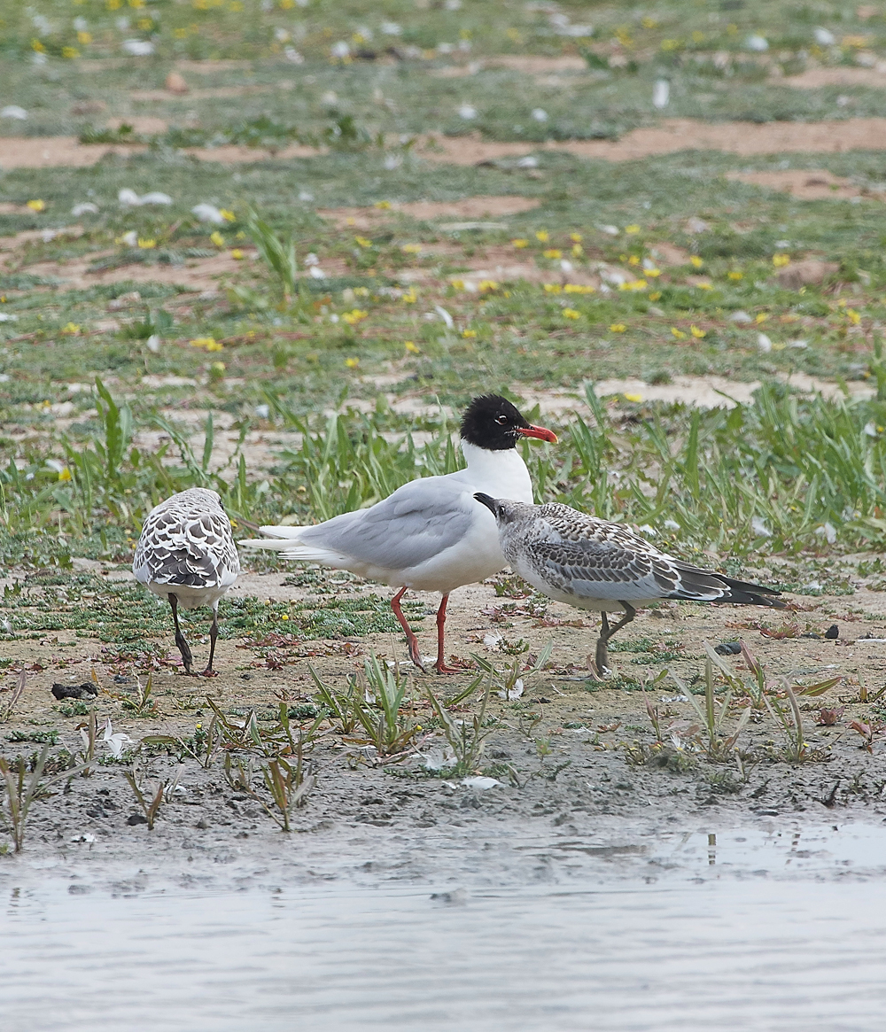 TitchwellMediterraneanGull170718-8