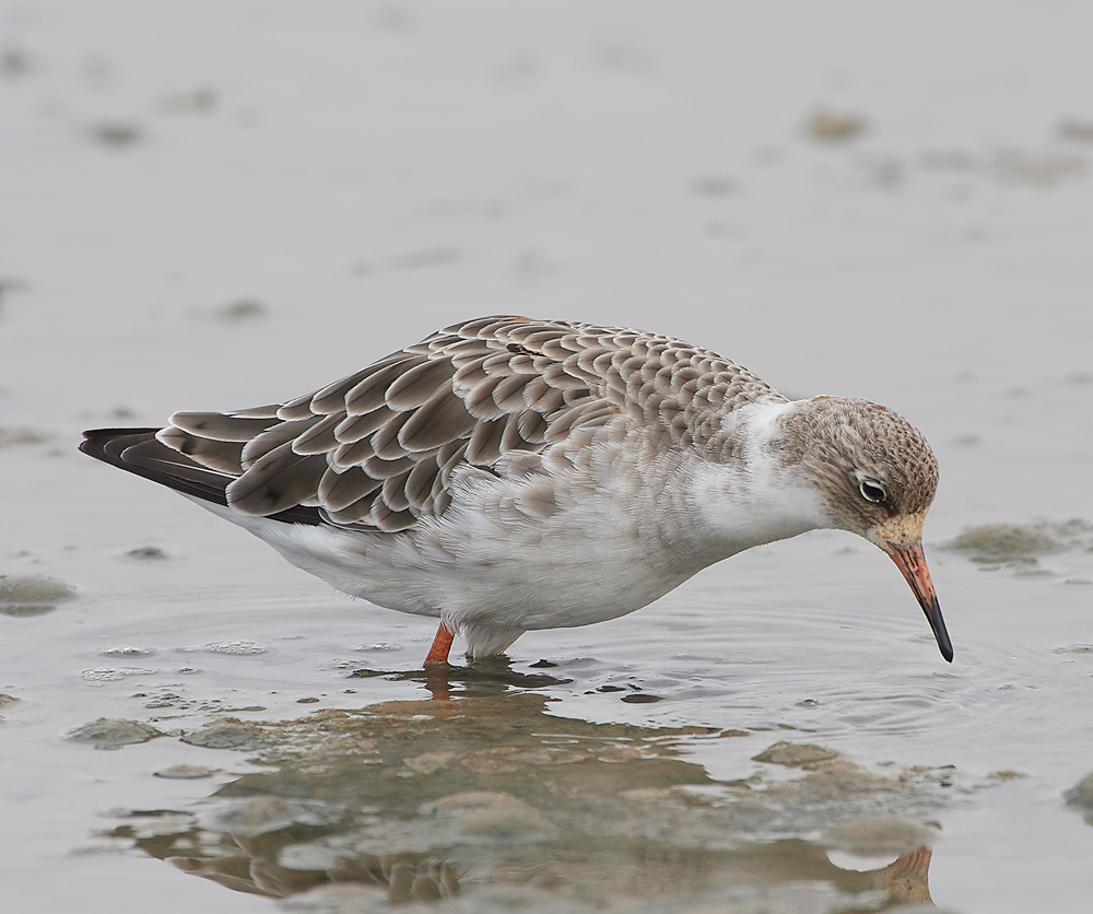 TitchwellRuff170718-2