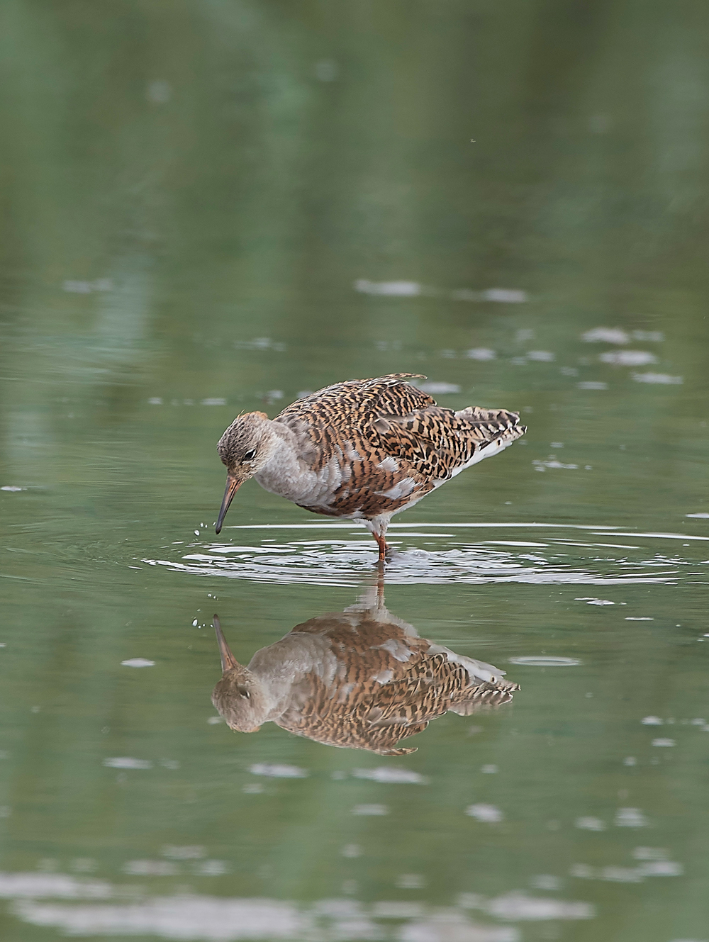 TitchwellRuff170718-3