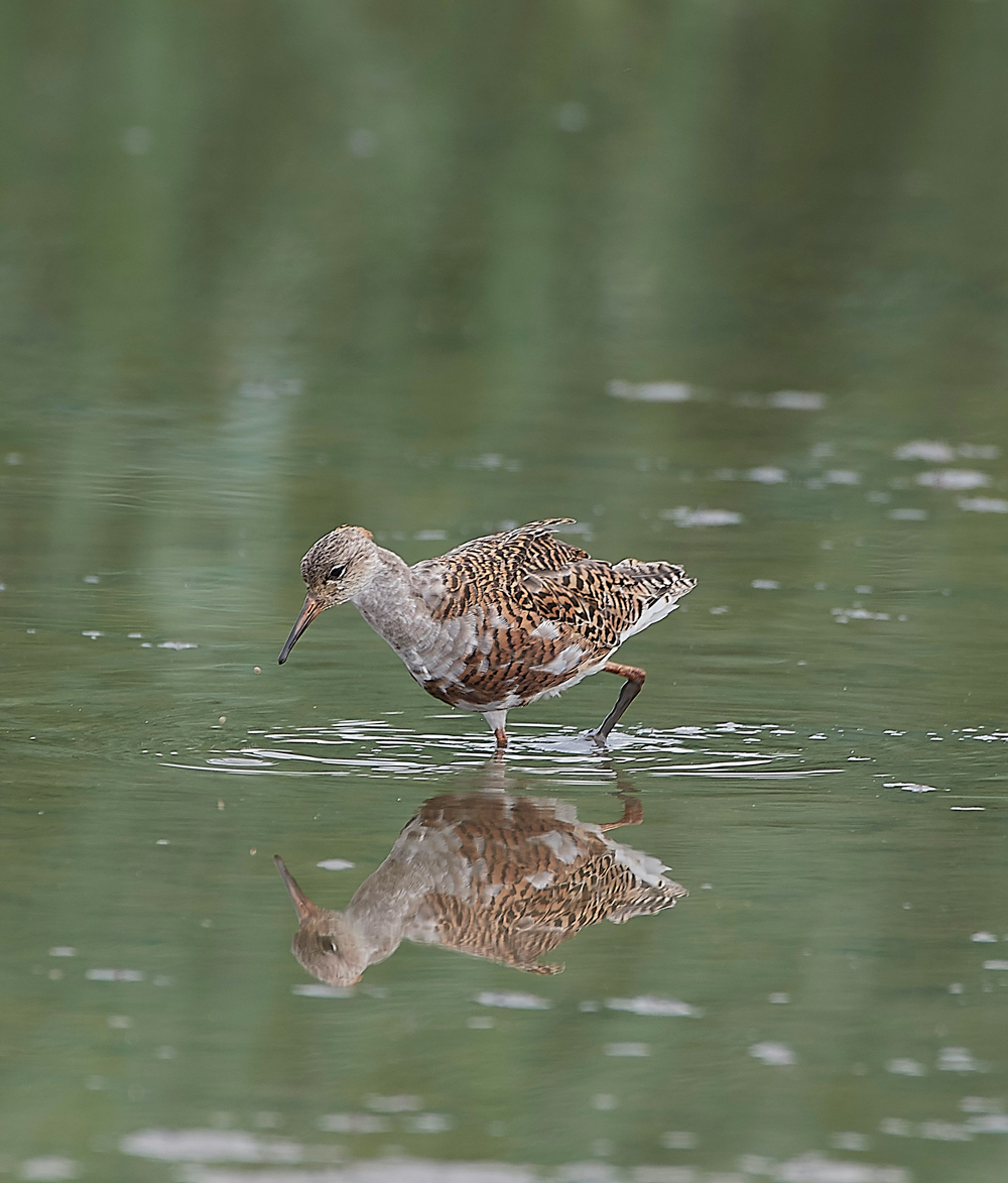 TitchwellRuff170718-4