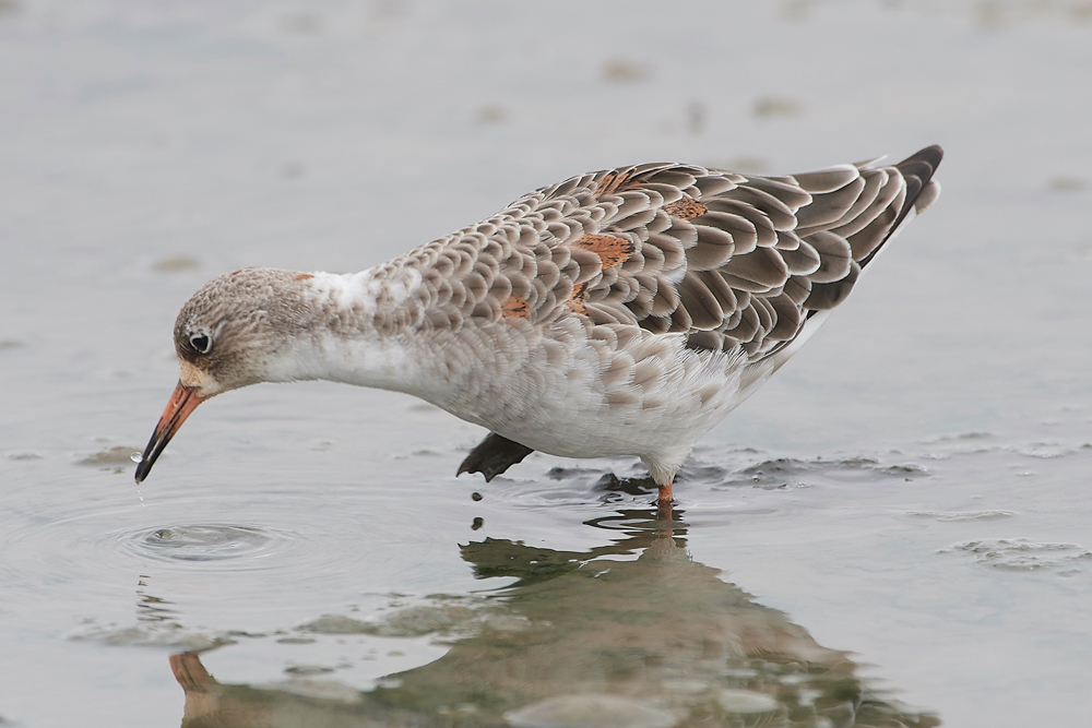 TitchwellRuff170718-5