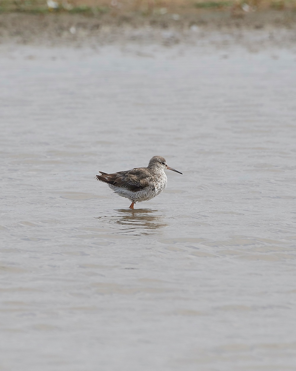 TitchwellSpottedRedshank170718-1