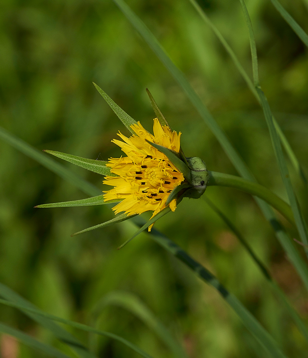 Tragopogon270518-1