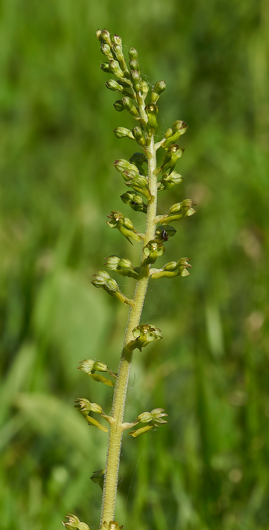 Twayblade190518-1