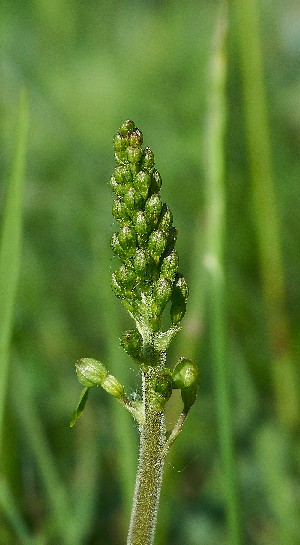Twayblade190518-2