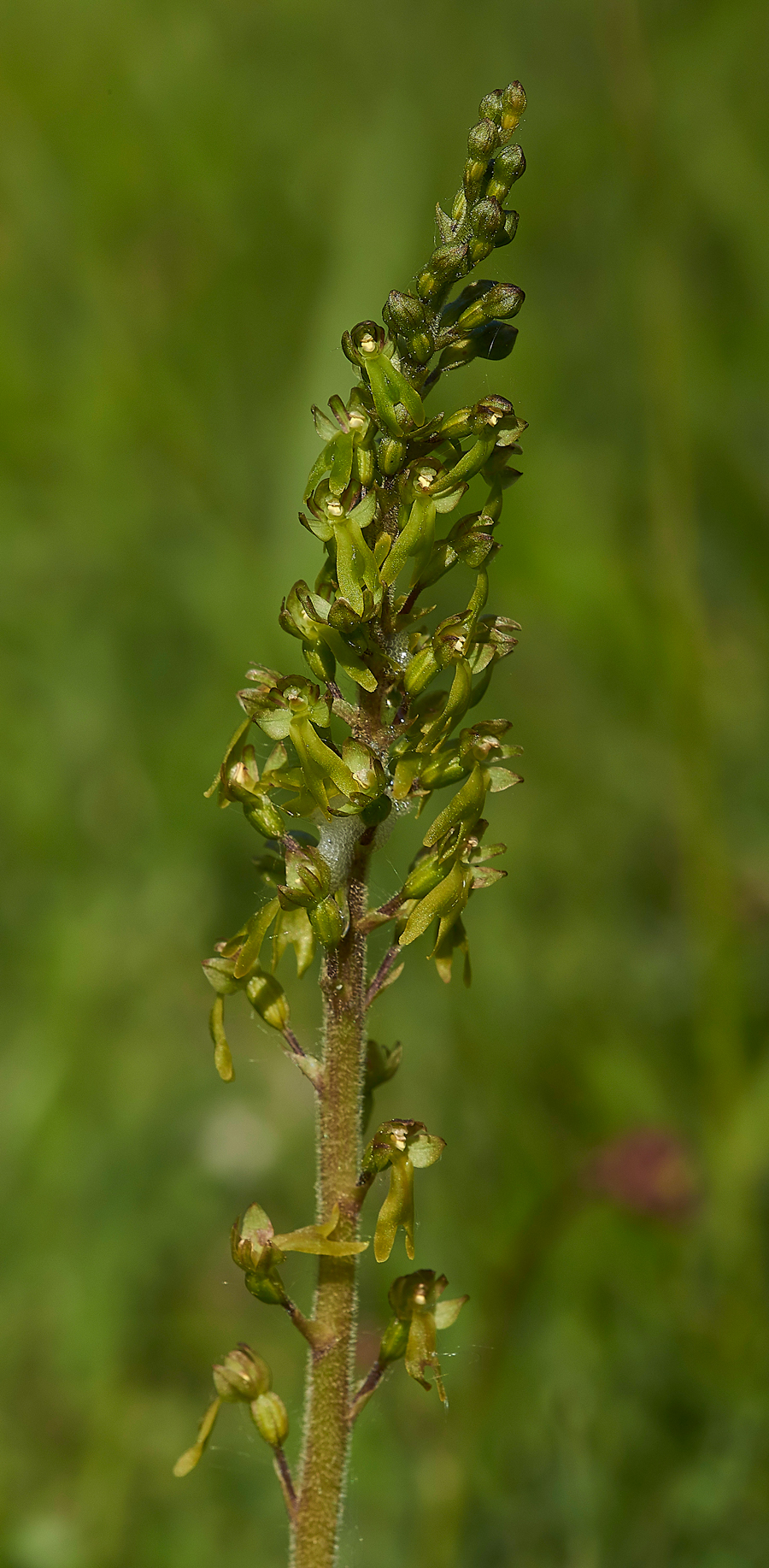 Twayblade190518-3
