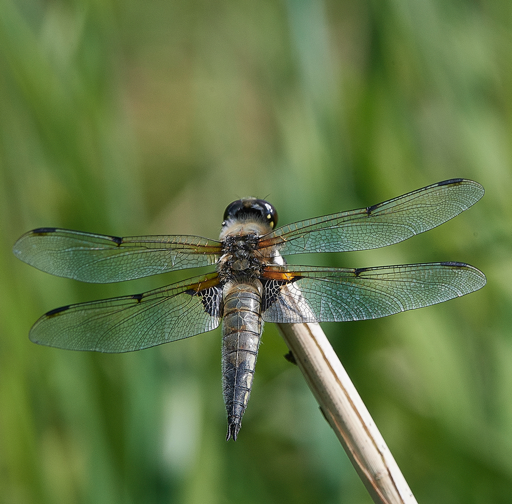 UptonFenChaser060718-1