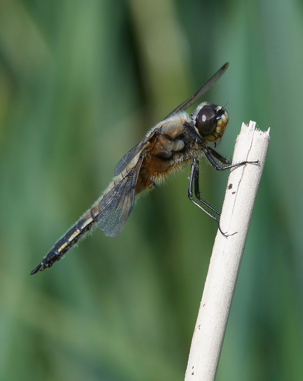 UptonFenChaser060718-2