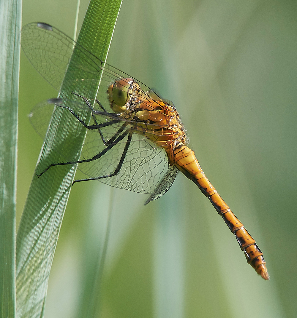 UptonFenDarter060718-1