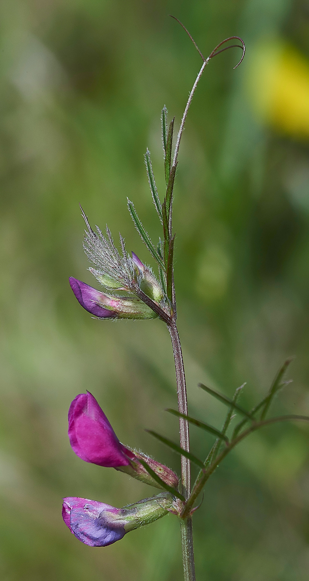 Vetch070618-1