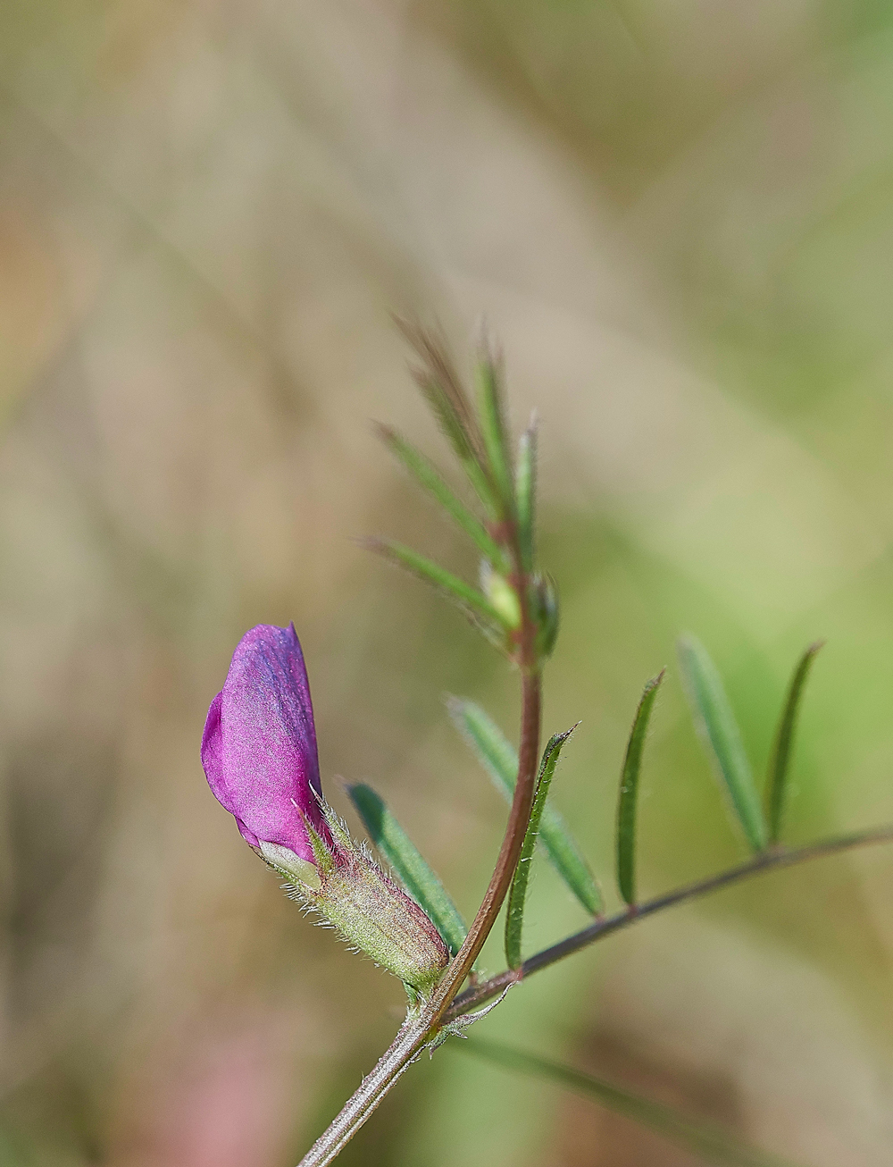 Vetch070618-2