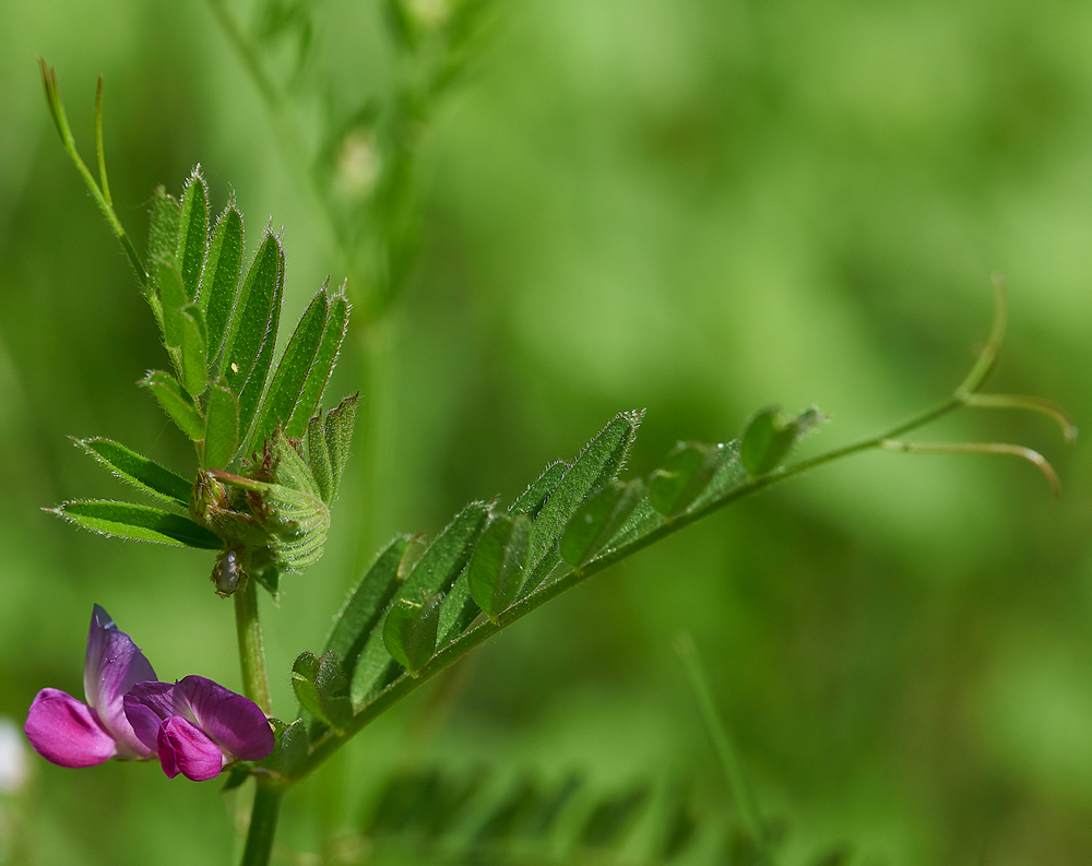 Vetch170518-1