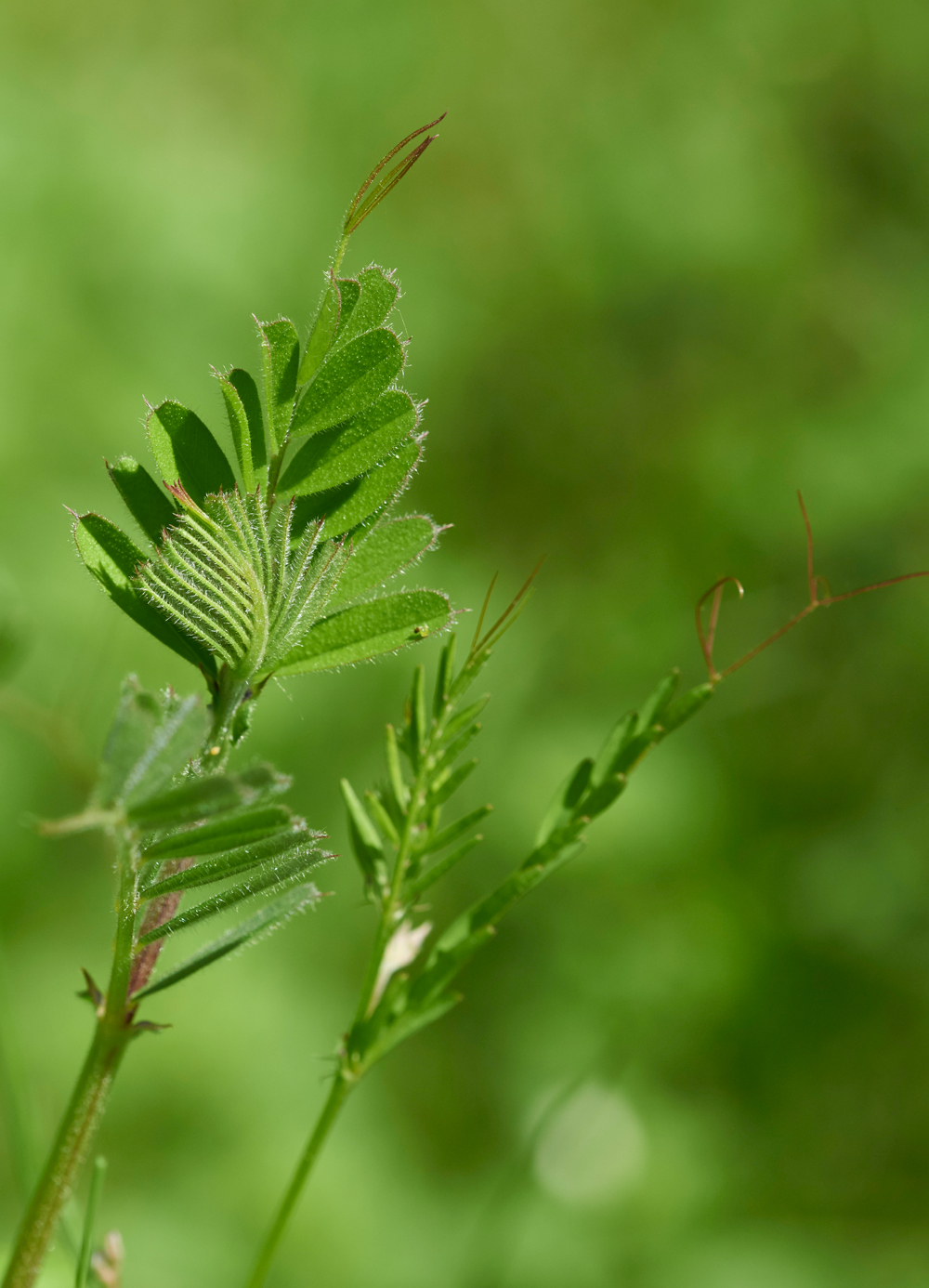 Vetch170518-2
