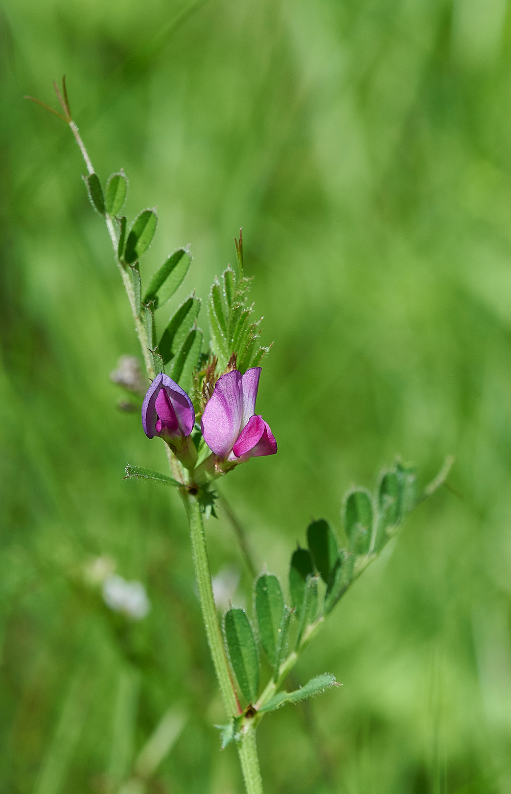 Vetch170518-3