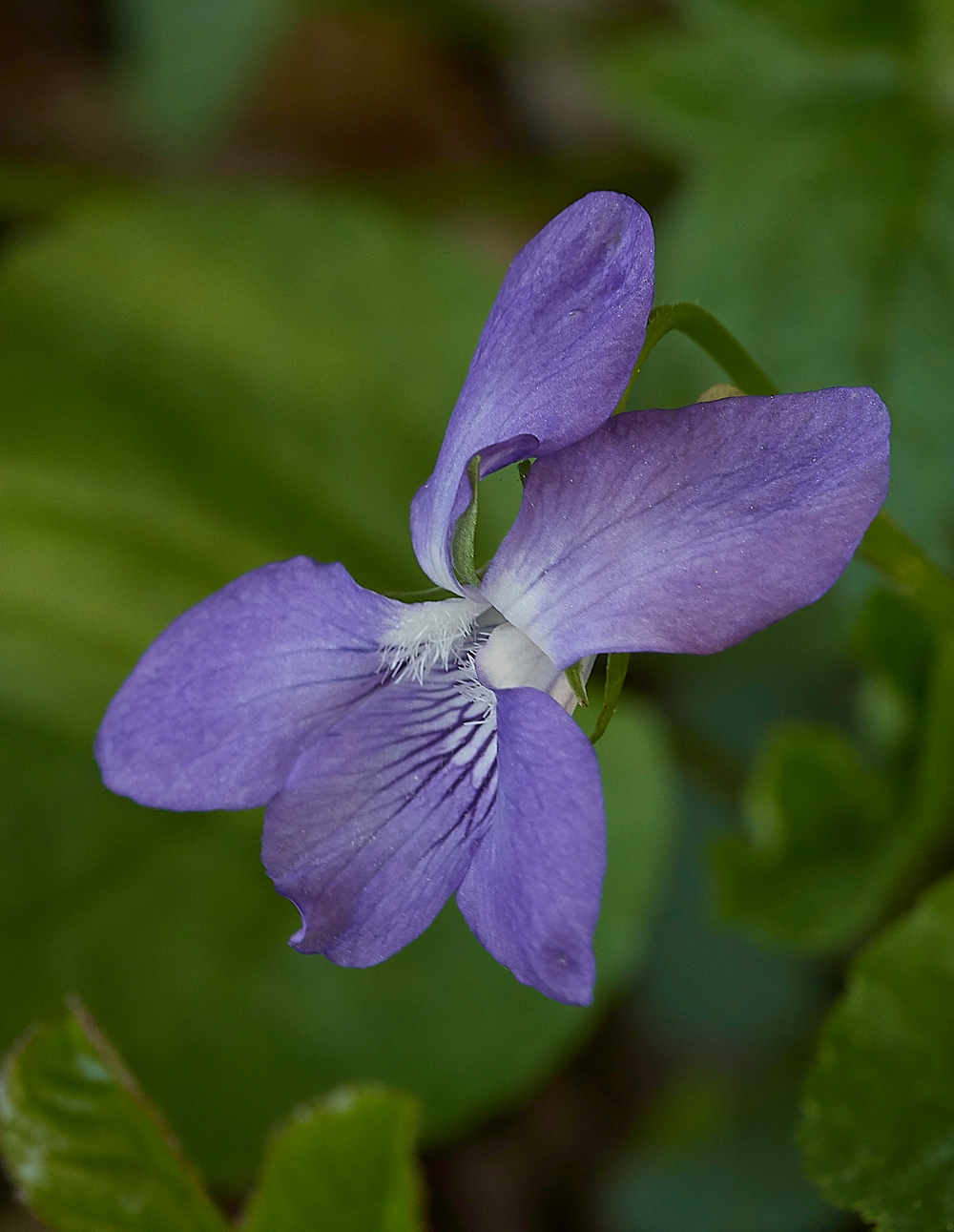 Violet050518-1