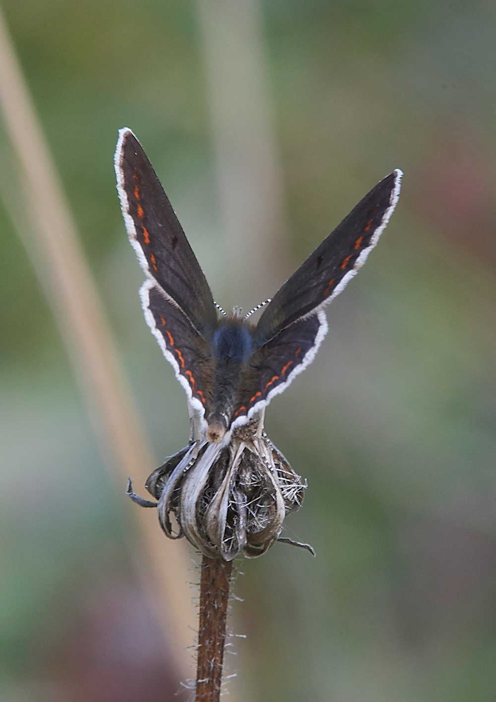 WarhamBrownArgus030818-1