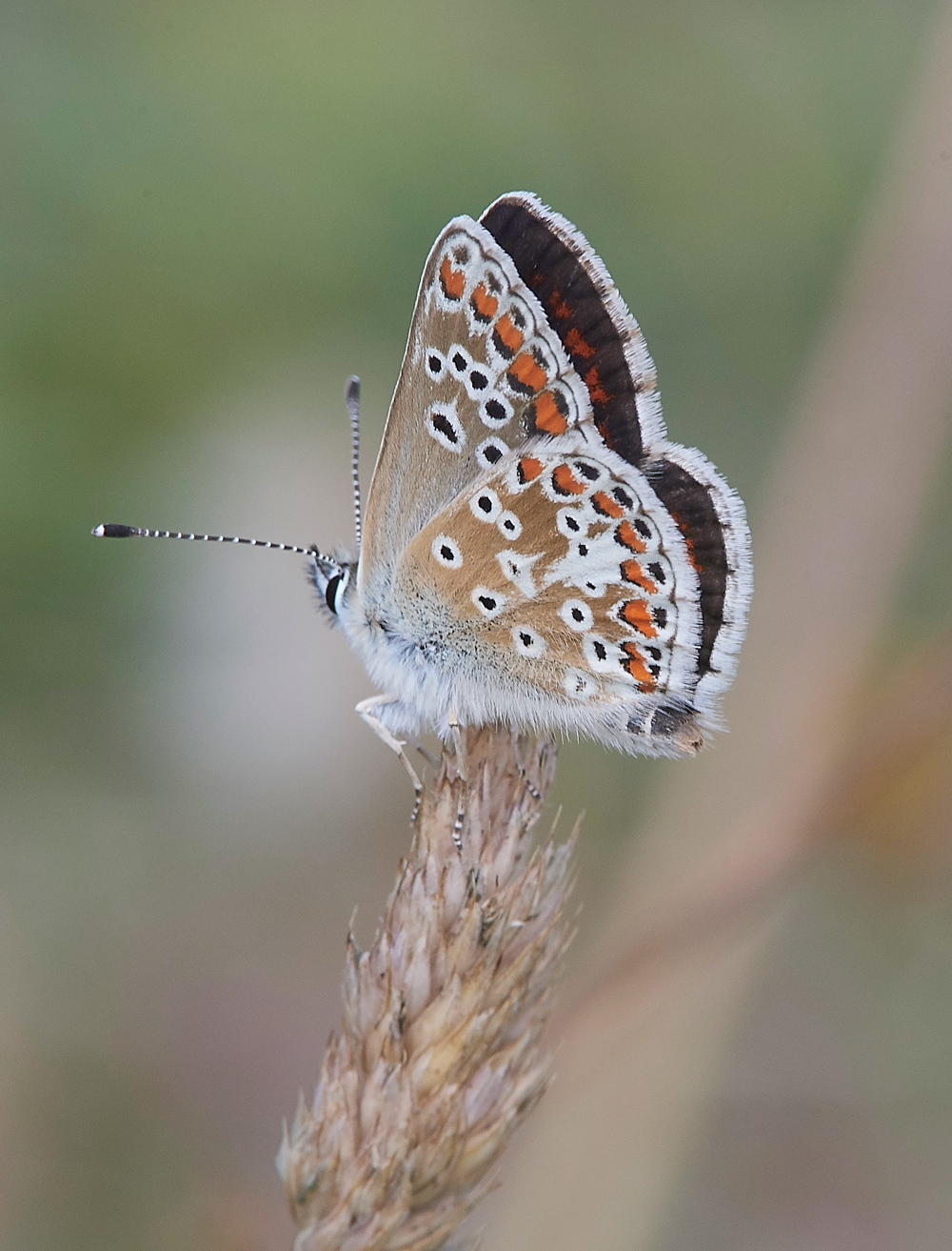 WarhamBrownArgus030818-2
