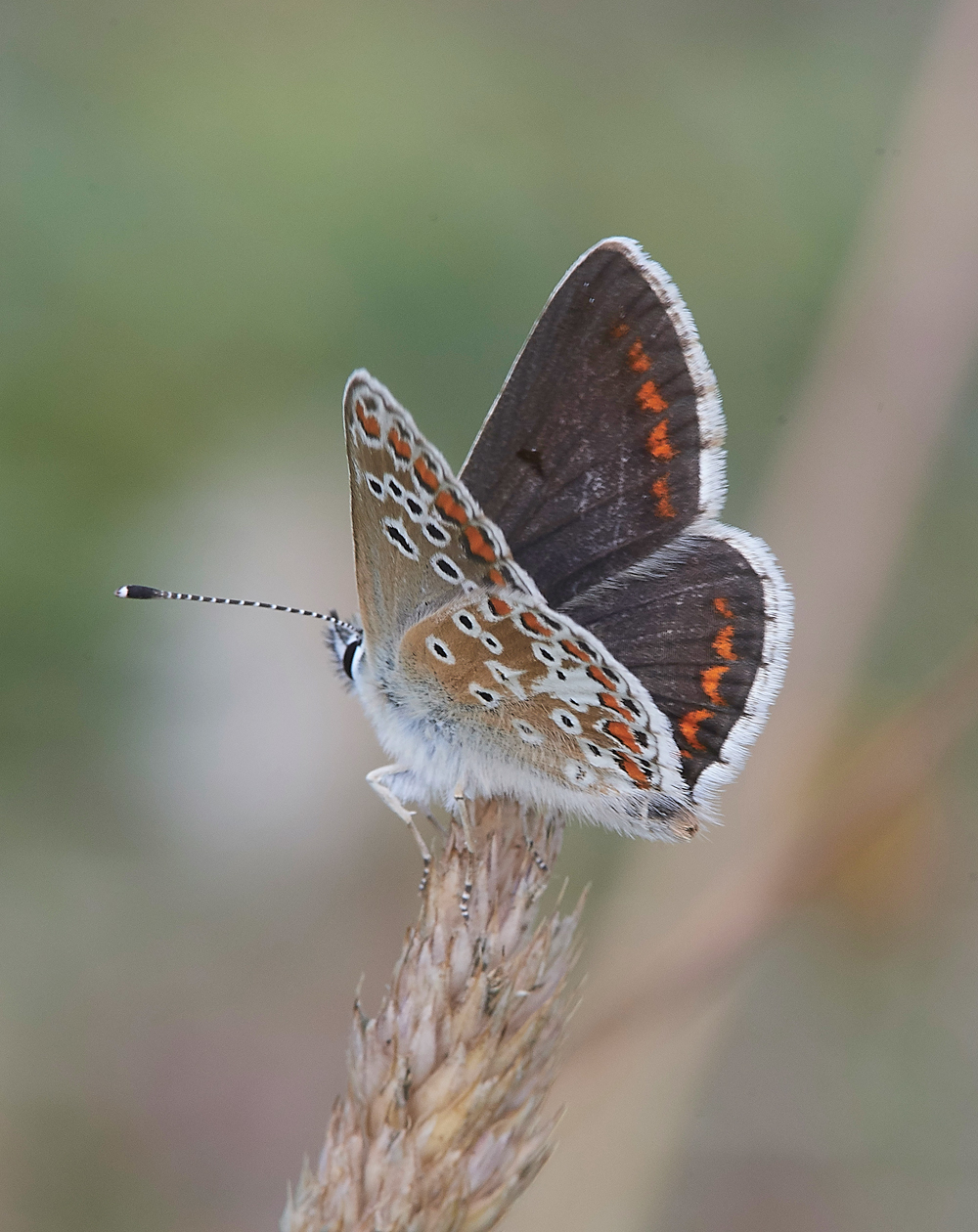 WarhamBrownArgus030818-3