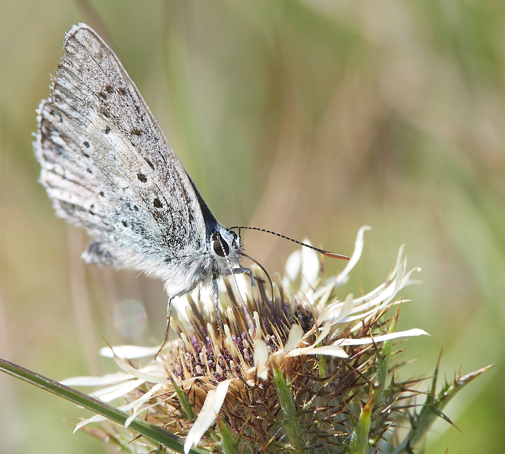 WarhamChalkhillBlue030818-1