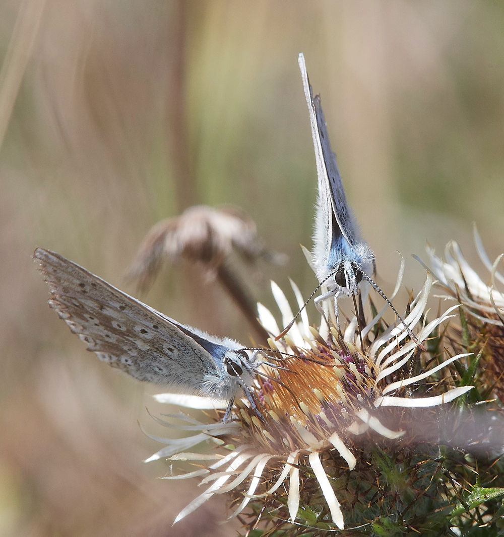 WarhamChalkhillBlue030818-2