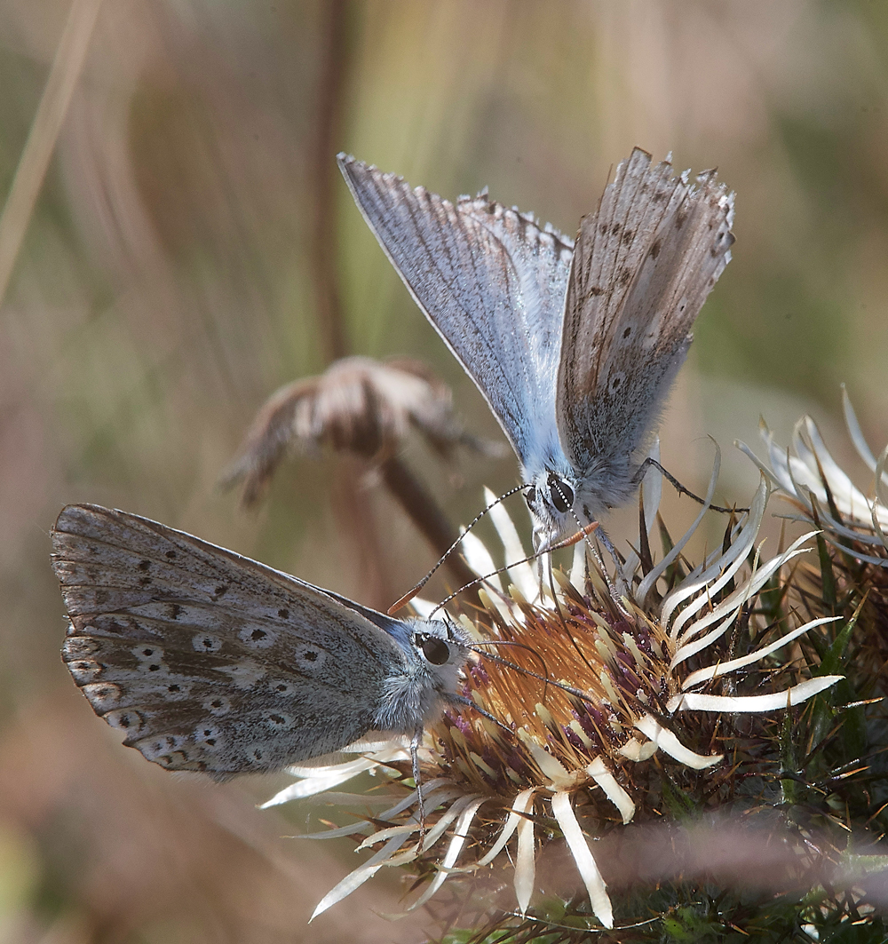 WarhamChalkhillBlue030818-3